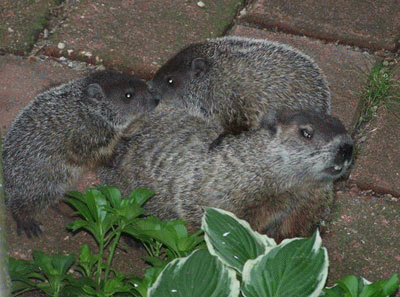 Sloth (USA-2) : I Think I Am Playing Hooky Tomorrow